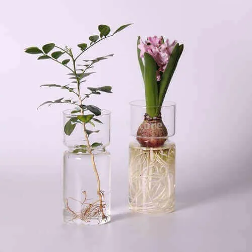 Hyacinths Hydroponic Terrarium Plant Vases | Glass Container Plants