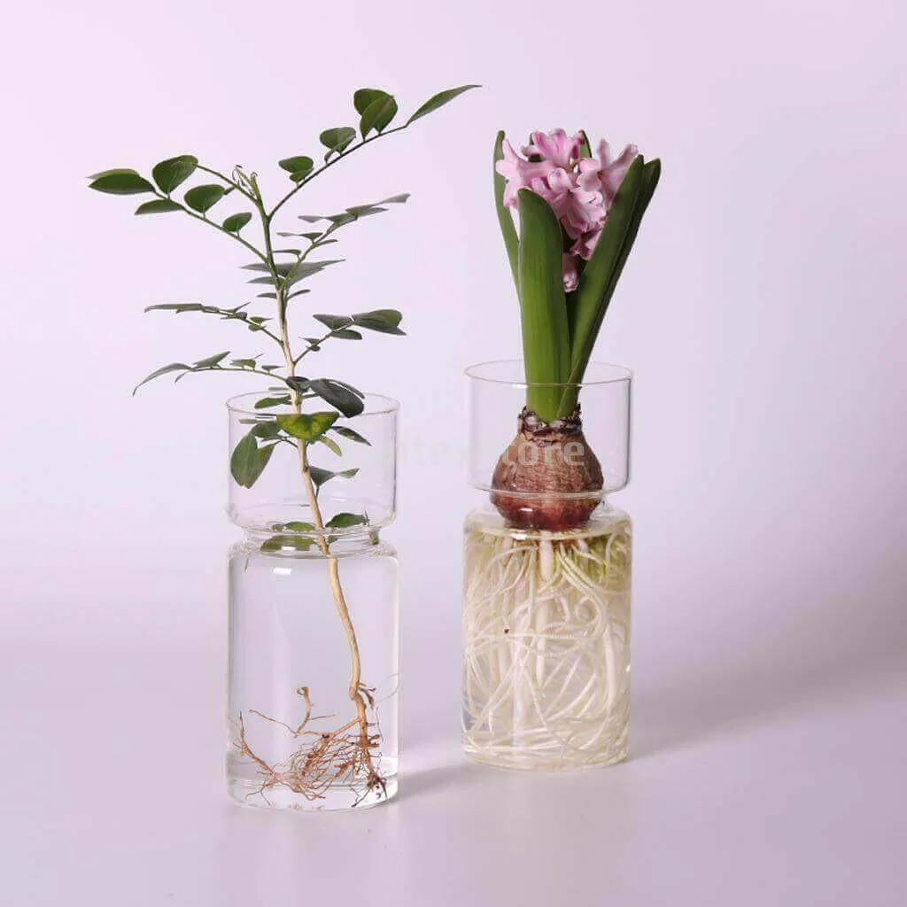 Hyacinths Hydroponic Terrarium Plant Vases | Glass Container Plants