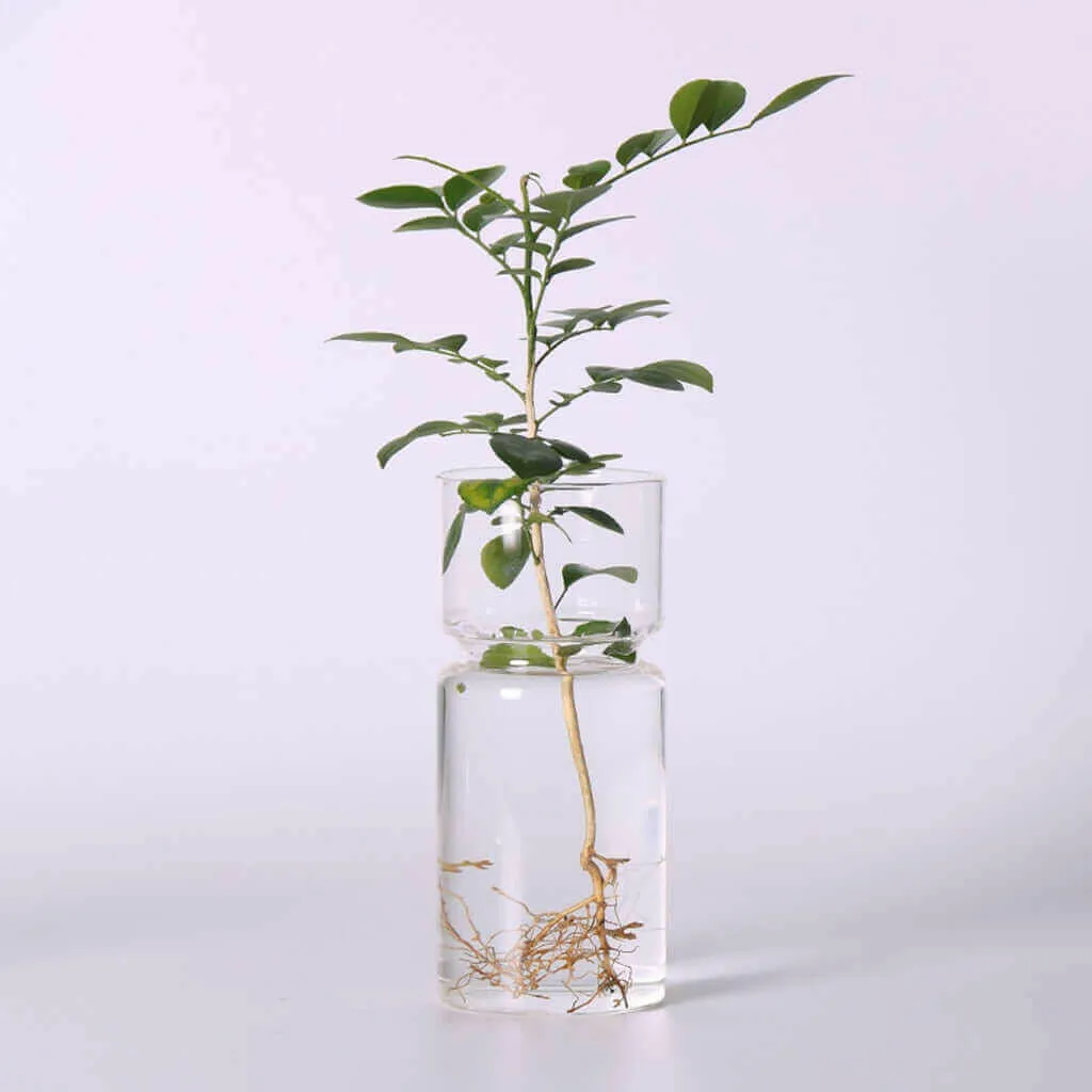 Hyacinths Hydroponic Terrarium Plant Vases | Glass Container Plants