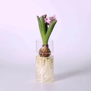 Hyacinths Hydroponic Terrarium Plant Vases | Glass Container Plants