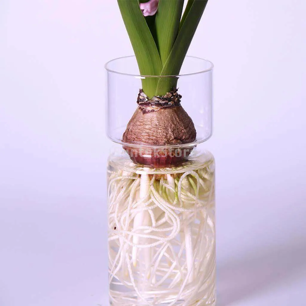 Hyacinths Hydroponic Terrarium Plant Vases | Glass Container Plants