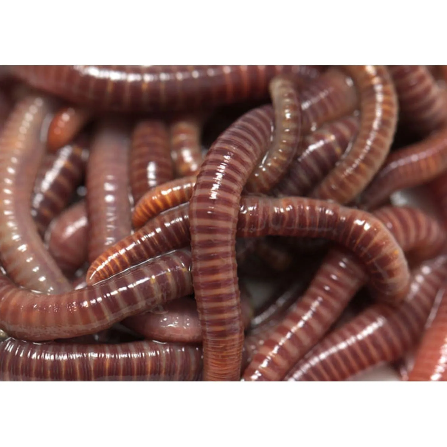 Riverstone | Maze Medium Two Worm Farm Starter Kit With Shelving