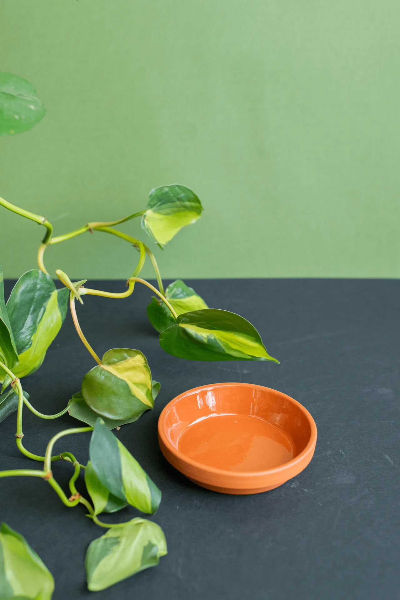 Trays: Terracotta
