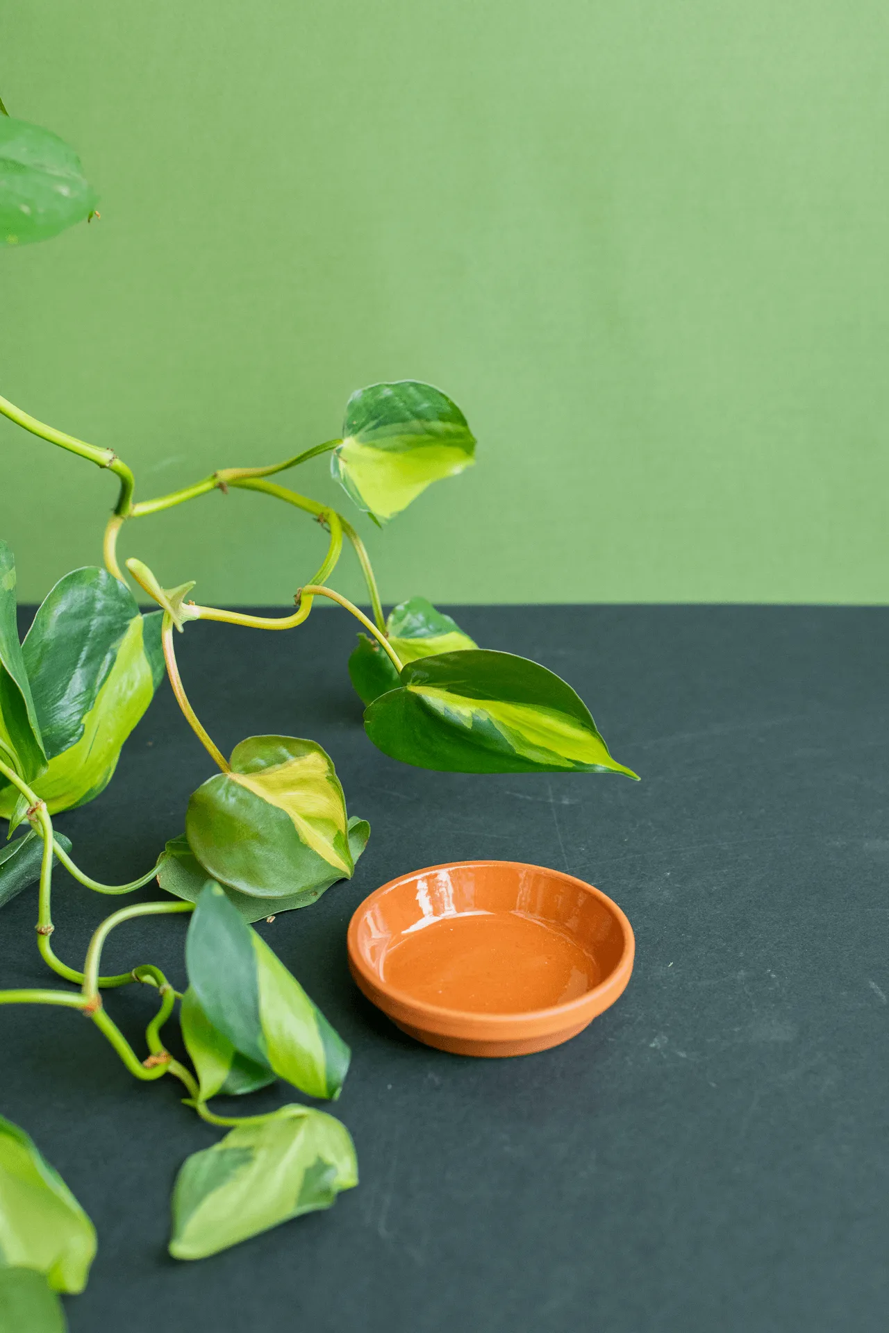 Trays: Terracotta
