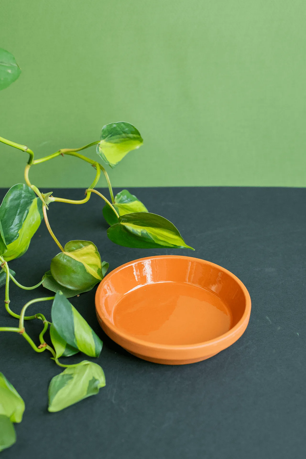 Trays: Terracotta