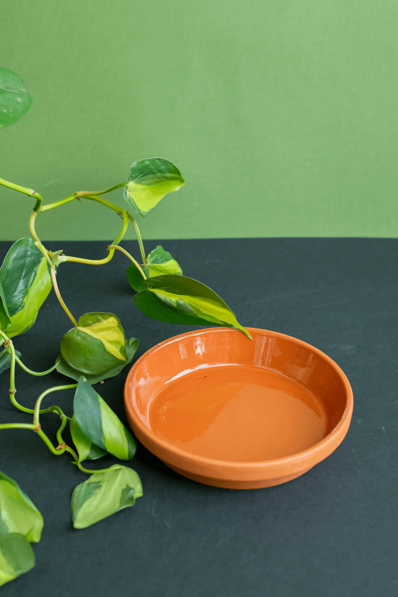 Trays: Terracotta