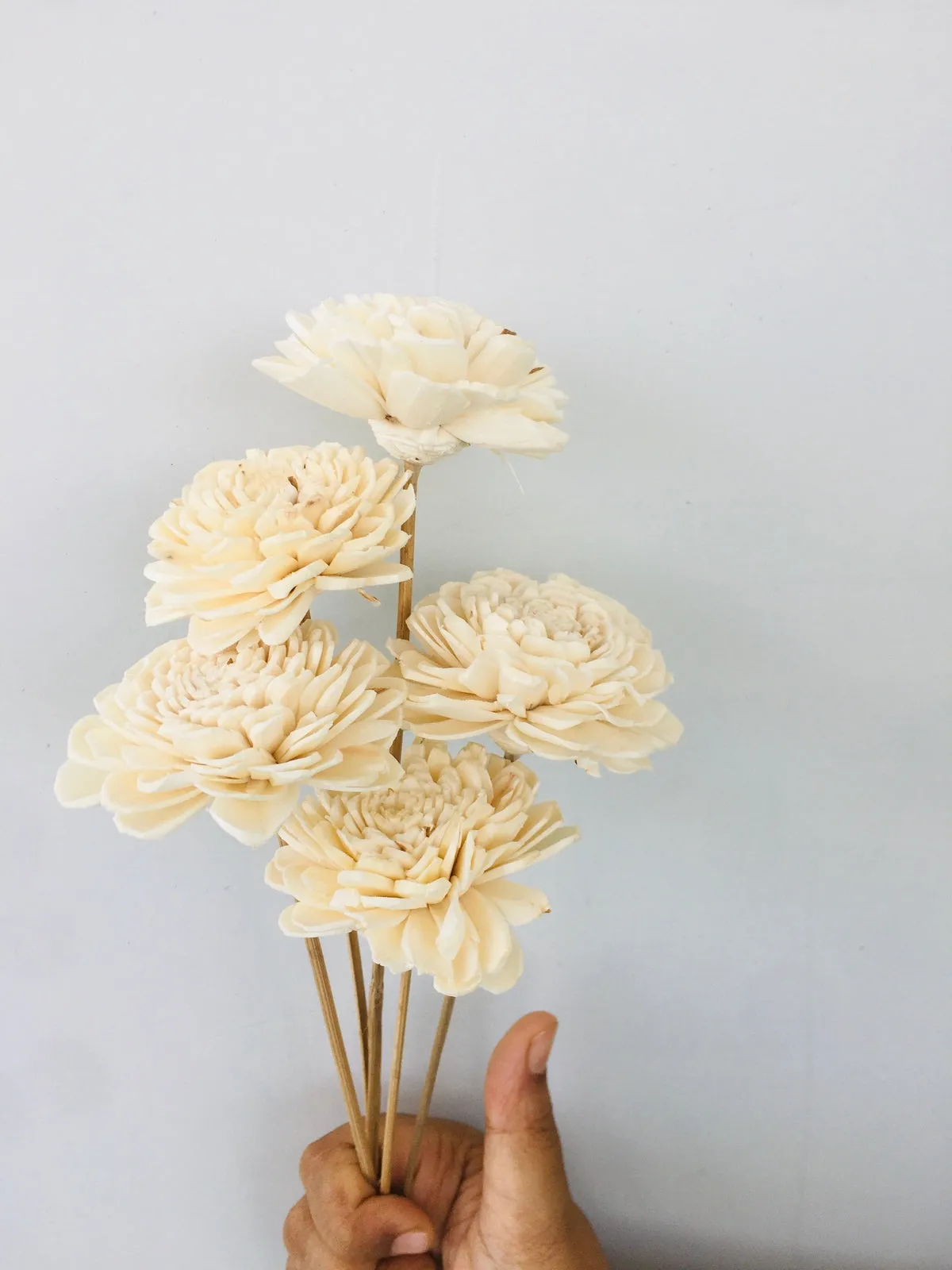 Zinnia Sola Flower | 5pcs