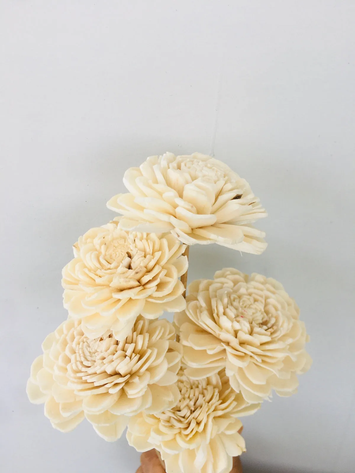 Zinnia Sola Flower | 5pcs