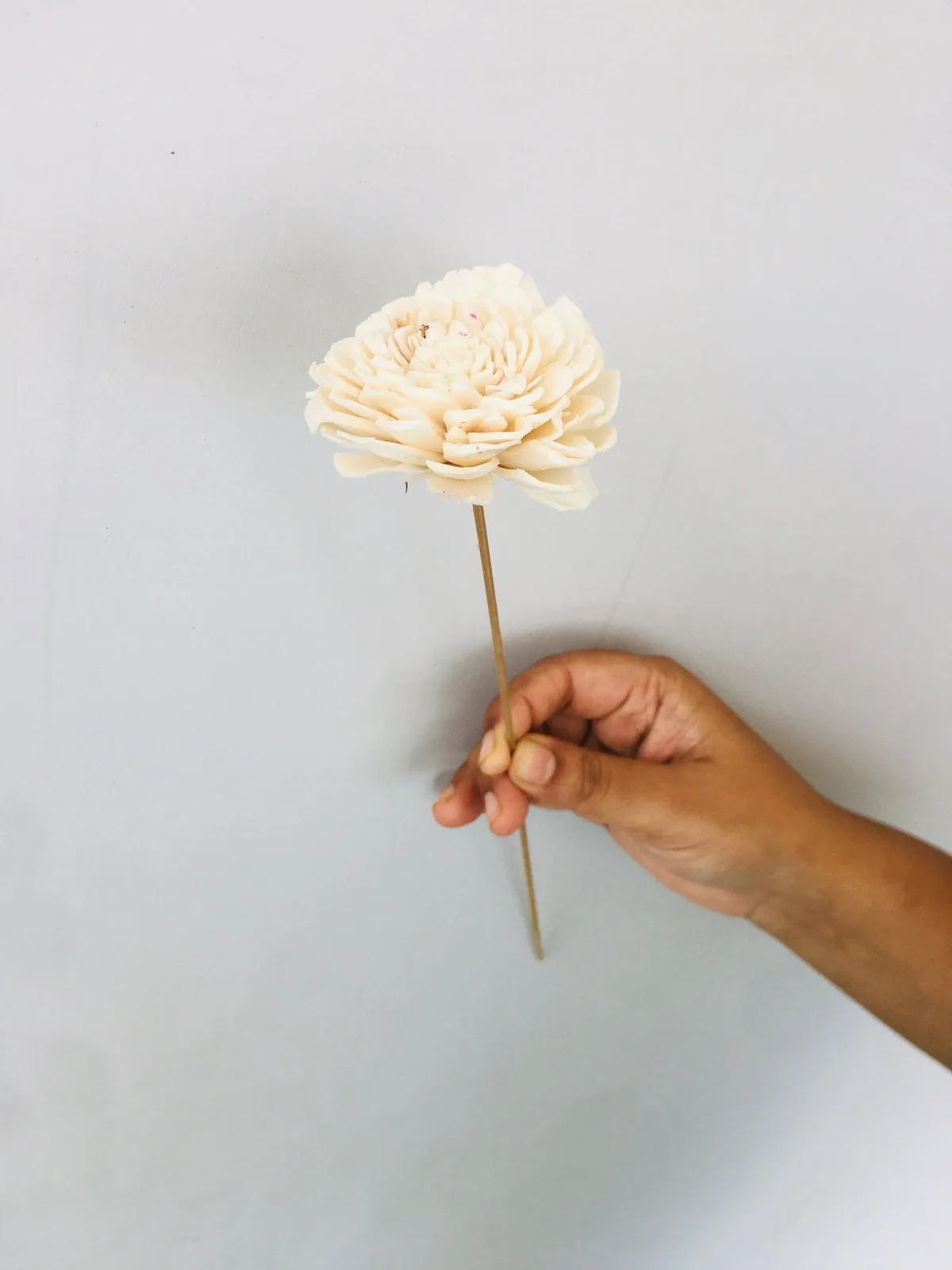 Zinnia Sola Flower | 5pcs